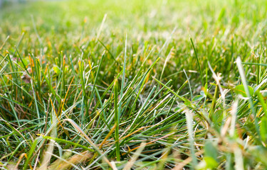 green grass background with perspective. nature, texture.