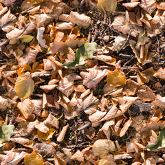 seamless autumn leaves on the ground texture. background, nature, seasonal