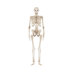 White human skeleton standing up
