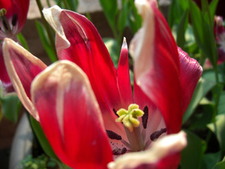 pink tulip in the garden