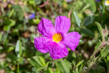 A useful shrub (Cistus creticus, Cistus incanus) grows and blooms close-up