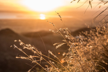 Obraz premium Sunset Grass