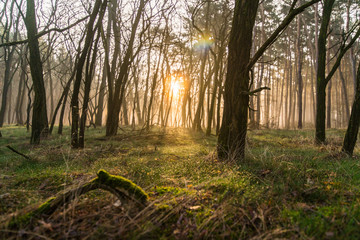 Obraz premium sonnenaufgang nebel wald