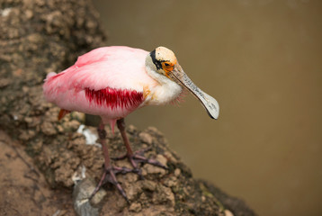 Roseate spoonbill is a pink and white wading bird resting on shoreline