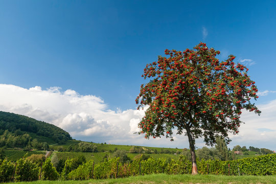 Vogelbeere, Eberesche, Vogelbeerbaum (Sorbus aucuparia) mit roten Beeren,