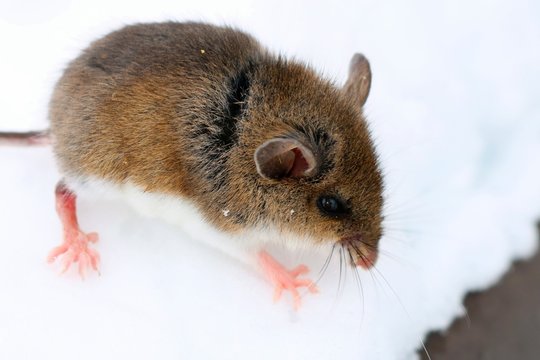 Cute baby deer mouse in the snow