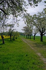 Ponitz / Germany: Blooming old apple trees on the edge of a track across the fields in Eastern Thuringia in April