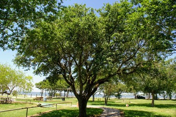 Fototapeta na wymiar Trees in the Park