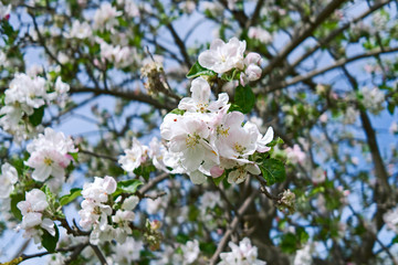 Ponitz / Germany: Closeup of a blooming apple tree in Eastern Thuringia in April