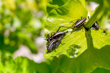 The grasshopper colony (Poecilimon paros) sitting on the plant close-up