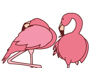 exotic pink flemish couple birds sleeping