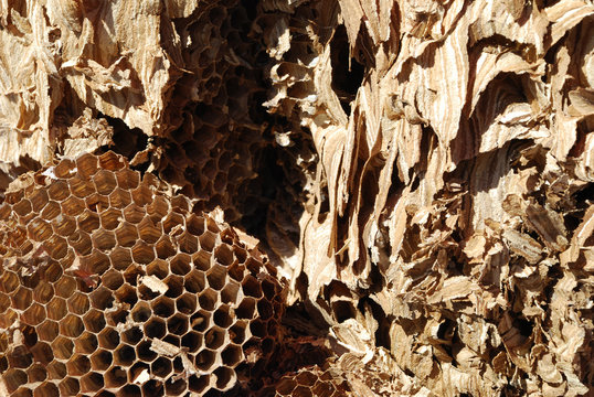 Hornissennest Hornissen Hornisse Hornissenwabe Wabe Nest Insektensterben Volksbegehren Zelle Artenschutz Insekt Wespe Vespa crabro Artenvielfalt Rettet Artensterben die Bienen