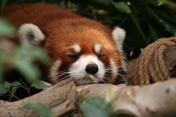 red panda in tree