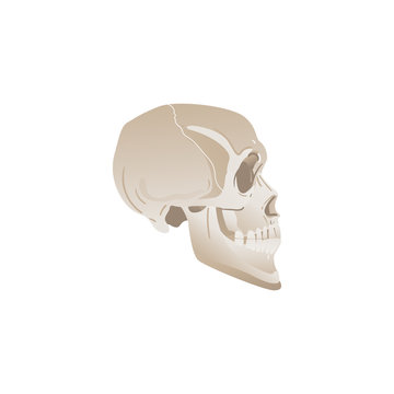 White skull profile - side view of bones in human head