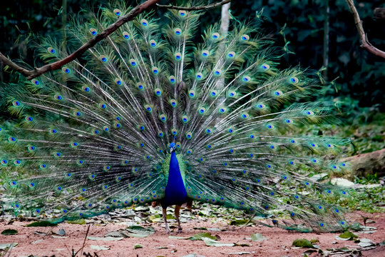 Parque das aves