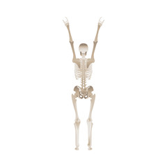 Cheerful skeleton dancing and jumping with hands up for Halloween party design.
