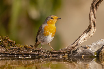 MALE ROBIN BIRD IN ITS ENVIRONMENT