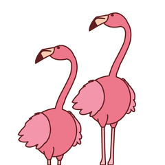 exotic pink flemish couple birds with heads up