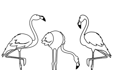 exotic flemish group birds with different poses