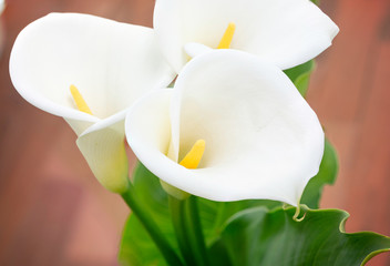 Close Up of Beautiful Calla Lilies Flower with a Heart Shape and Leaves