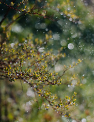 drops of dew on grass