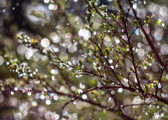 spring background