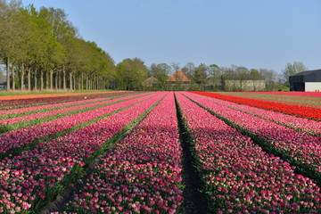 Tulip field in Holland, Tulip field