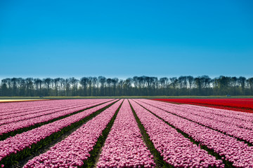 Tulip field in Holland, Tulip field