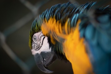 Pappagallo in gabbia