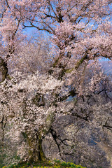 Naklejka premium 山梨県 わに塚の桜