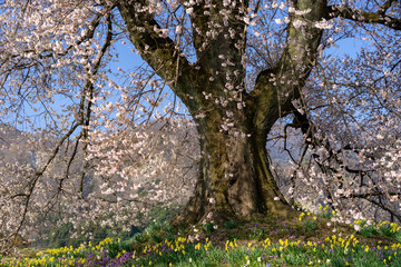 山梨県　わに塚の桜