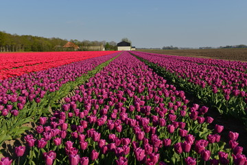 Tulip field in Holland, Tulip field