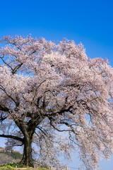 Fototapeta premium 山梨県 わに塚の桜 