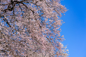 満開の桜と青空