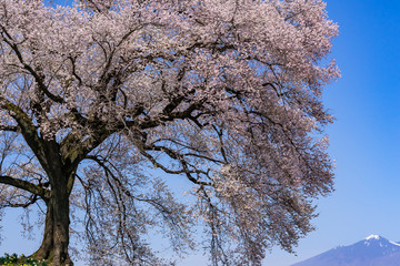 山梨県　わに塚の桜　
