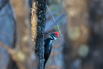 Pleated woodpecker