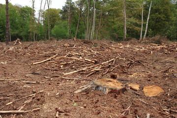Waldrodung
