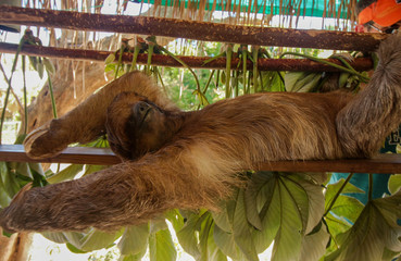 Sloth © LifeGemz