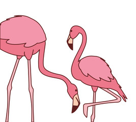 Fototapeta premium exotic pink flemish couple birds with different poses