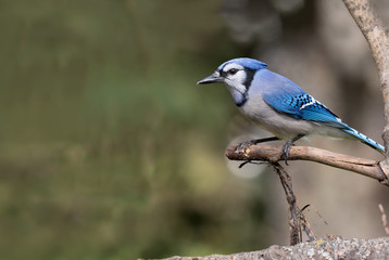 Blue Jay on branch