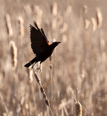 Red-wing Black Bird take-off
