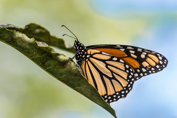 Monarch Butterfly on green leave
