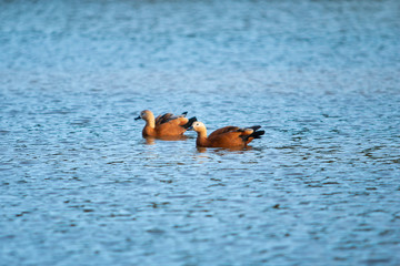 duck in water