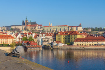 Naklejka na ściany i meble Outdoor sunny view of selected focus at bird stand on the edge of Charles Bridge cross Vltava river and background of riverside, Prague Castle and St. Vitus Cathedral in Prague, Czech Republic.