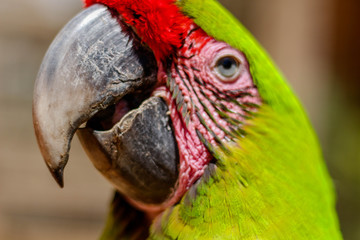 Portrait of a Green Macaw