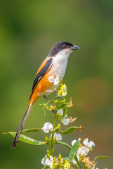 bird on a branch