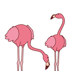 exotic pink flemish couple birds with different poses
