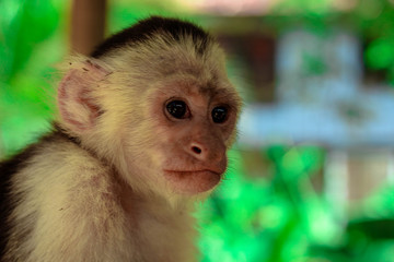 Portrait of a young capuchin monkey at a sanctuary in Honduras 