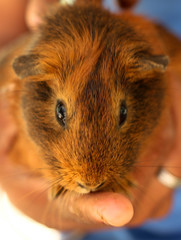 Guinea Pig 