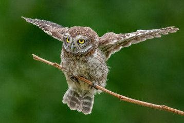 portrait of an owl